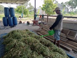 Antisipasi Kelangkaan Pakan Ternak, Lapas Terbuka Kendal Siapkan Cadangan Pakan Fermentasi Dengan Metode Silase