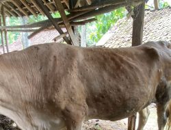 Pemkab Kendal Belum Menutup Pasar Hewan, Meski Kasus LSD Meningkat