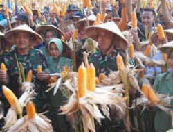 Panen Raya Kodam lV/Diponegoro Hasilkan 1.500 Ton Jagung