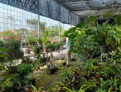 SMP Sabilurrasyad Kembangkan Green House Menuju Sekolah Adiwiyata Nasional