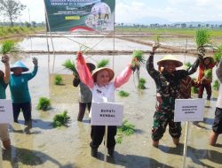 Tanam Padi Serentak, Bupati Optimis Kendal jadi Lumbung Pangan