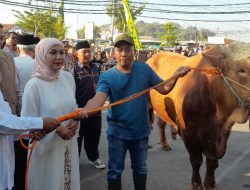 Sapi Kurban Presiden Prabowo Diserahkan Bupati Kendal kepada Masjid Al-Muttaqin Kaliwungu Kendal
