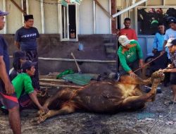 Idul Adha, Fara Mukti Perkasa Bagikan Hewan Kurban di Sekitar Tambang