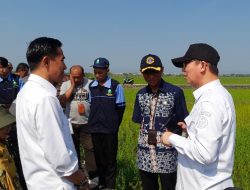 Dirjen Tanaman Pangan Kementan RI Kunjungi Sawah Terdampak Rob di Bangunrejo